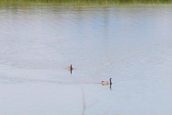 Canada Goose アメリカ　グランドティートン国立公園 Mon, 8/15/2016