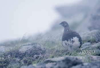 ライチョウ 乗鞍岳 2021年8月12日(木)