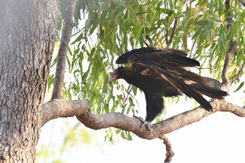 Wedge-tailed Eagle Laura (Australia) Sun, 10/20/2019