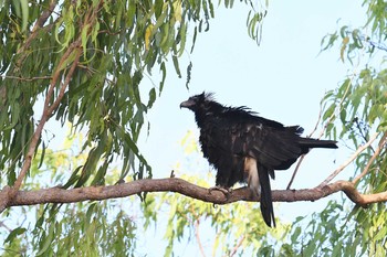 Wedge-tailed Eagle Laura (Australia) Sun, 10/20/2019