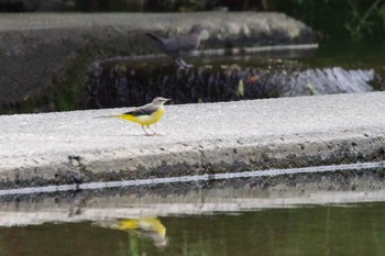 2021年8月16日(月) 福井緑地(札幌市西区)の野鳥観察記録