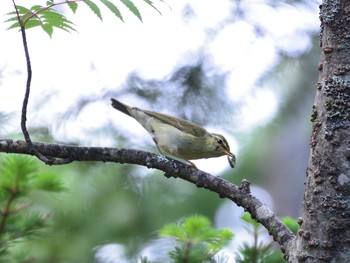 Japanese Leaf Warbler 富士山御中道 Sun, 7/18/2021