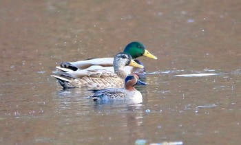 未同定 場所が不明 2016年11月13日(日)