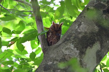 Oriental Scops Owl Unknown Spots Sun, 7/19/2020