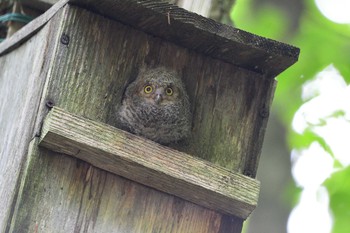 Oriental Scops Owl Unknown Spots Sun, 7/19/2020