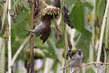 Eurasian Tree Sparrow Hattori Ryokuchi Park Mon, 8/16/2021