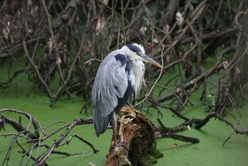 Grey Heron Hattori Ryokuchi Park Mon, 8/16/2021