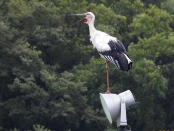 コウノトリ 野田市 2021年8月16日(月)