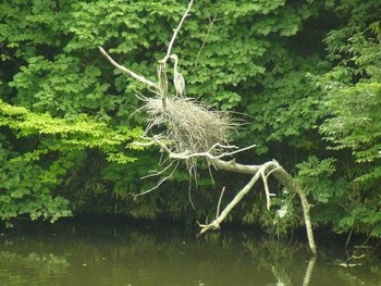 2021年7月21日(水) 大堤公園の野鳥観察記録