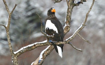 Steller's Sea Eagle Unknown Spots Sun, 12/11/2016