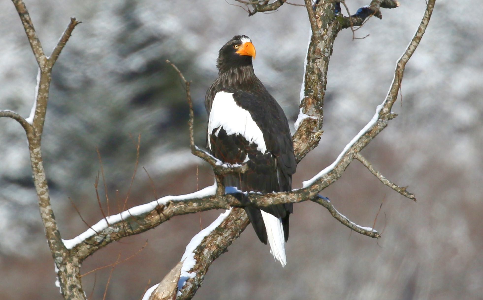 Photo of Steller's Sea Eagle at  by アカウント939