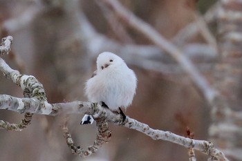 Long-tailed tit(japonicus) Unknown Spots Tue, 1/3/2017