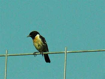 2021年7月25日(日) 御殿場の野鳥観察記録