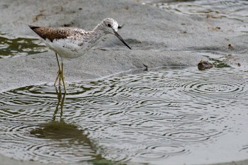 2021年8月14日(土) 東京港野鳥公園の野鳥観察記録