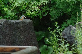 カワセミ 檜町公園(東京ミッドタウン) 2021年8月16日(月)