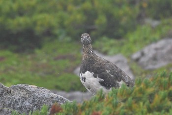 ライチョウ 乗鞍岳 2021年8月12日(木)