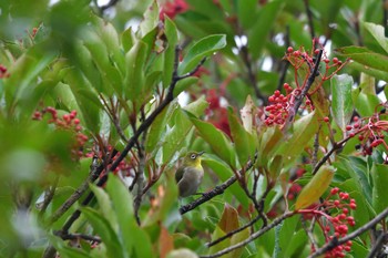 メジロ 長浜公園 2021年8月17日(火)