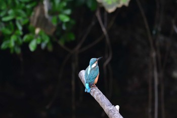 カワセミ 長浜公園 2021年8月17日(火)