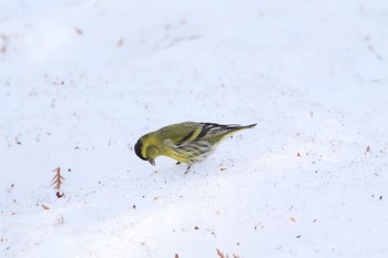 Eurasian Siskin Unknown Spots Sun, 3/19/2017