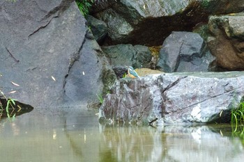 カワセミ 檜町公園(東京ミッドタウン) 2021年8月16日(月)