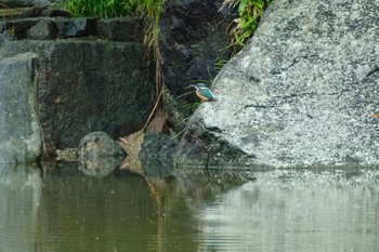 カワセミ 檜町公園(東京ミッドタウン) 2021年8月16日(月)