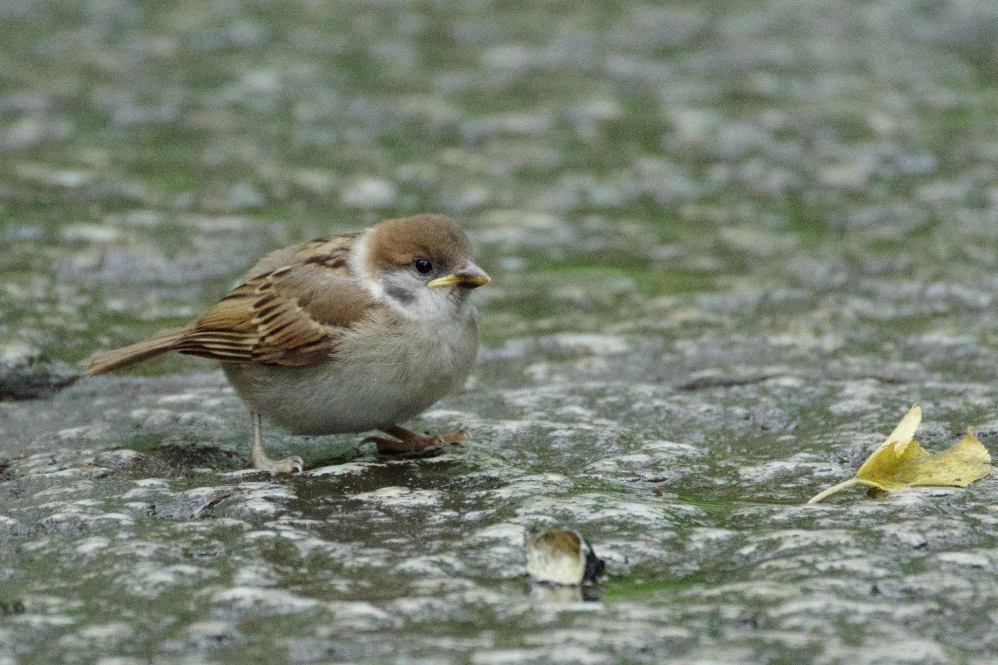 檜町公園(東京ミッドタウン) スズメの写真 by Marco Birds