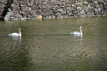 Mute Swan 長野県 Fri, 9/1/2017