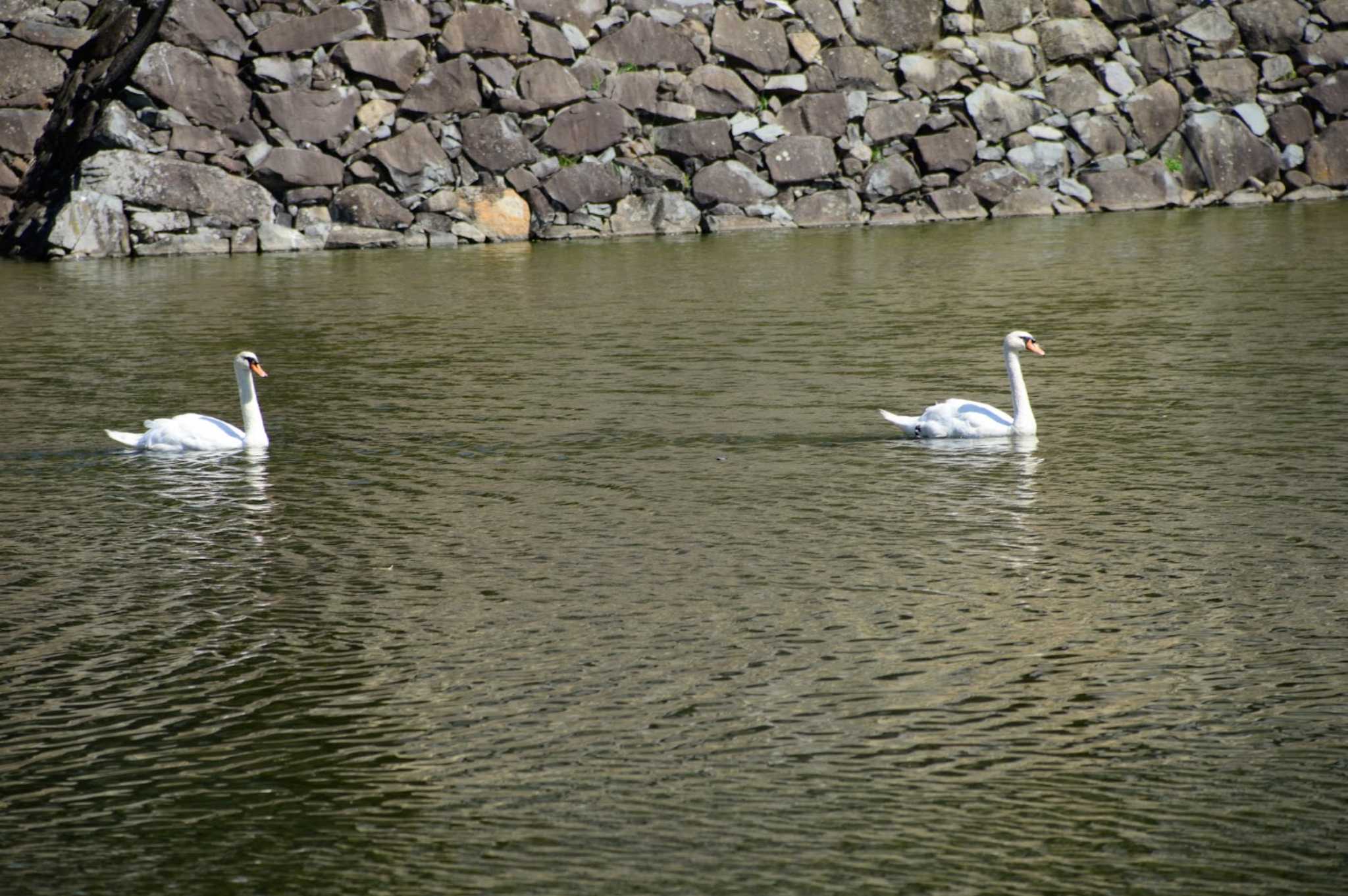 長野県 コブハクチョウの写真 by Chacoder