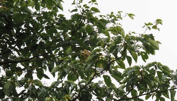 Warbling White-eye 田貫湖 Sat, 7/31/2021