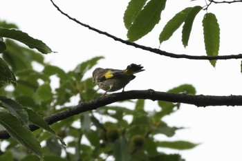 Grey-capped Greenfinch 県の森公園（松本市） Wed, 8/11/2021