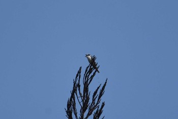 2021年5月29日(土) 新潟県の野鳥観察記録