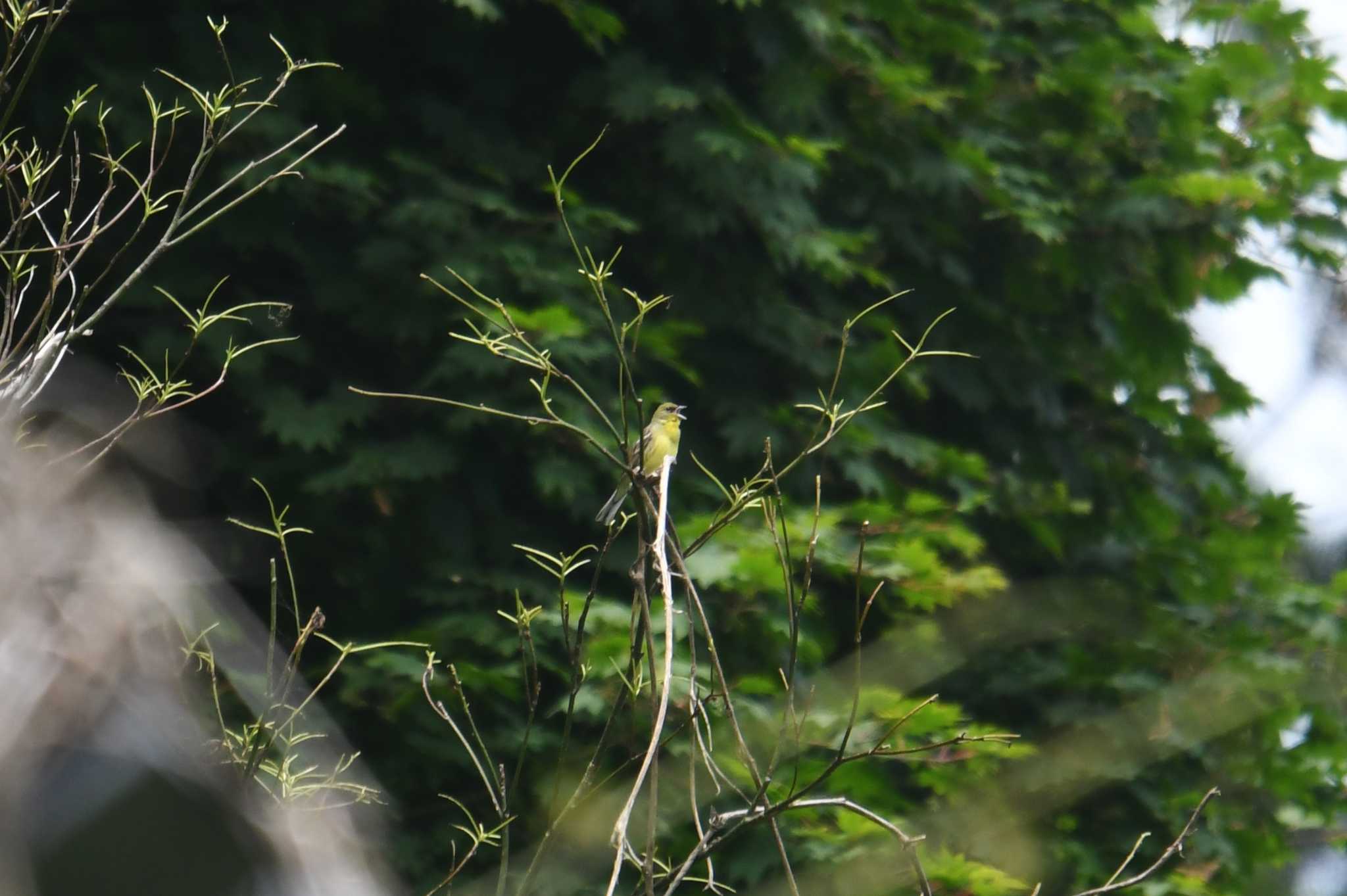 Yellow Bunting