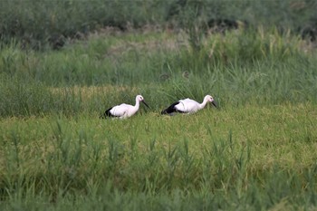 コウノトリ コウノトリの里(野田市) 2021年8月17日(火)