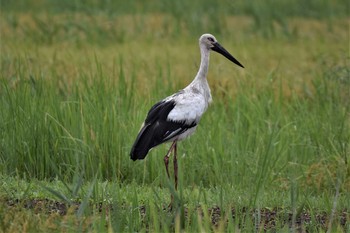 コウノトリ コウノトリの里(野田市) 2021年8月17日(火)