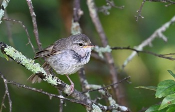 Japanese Bush Warbler Senjogahara Marshland Sat, 7/24/2021