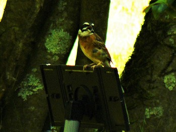 2021年7月25日(日) 箱根の野鳥観察記録