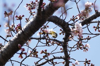 メジロ 多摩川右岸 2017年4月5日(水)