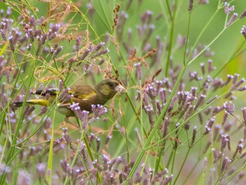 Grey-capped Greenfinch 千住桜木自然地 (東京都足立区) Sun, 6/20/2021