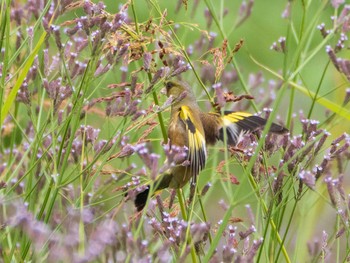 カワラヒワ 千住桜木自然地 (東京都足立区) 2021年6月20日(日)