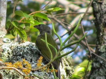 Shelley's Greenbul ザンビア Unknown Date