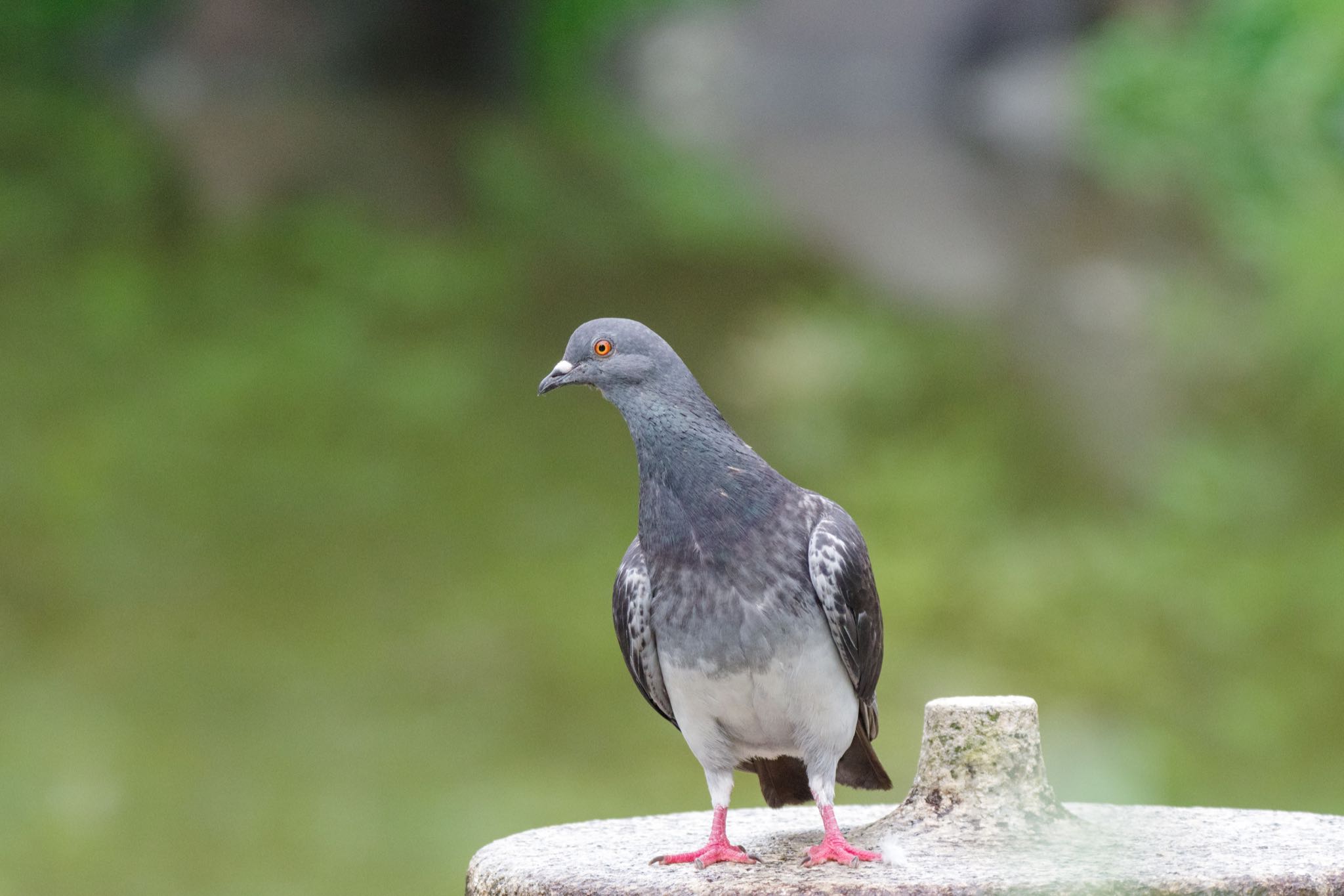 檜町公園(東京ミッドタウン) カワラバトの写真 by Marco Birds