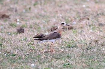 Oriental Plover