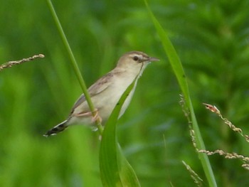 セッカ 秋ヶ瀬公園付近 2021年8月17日(火)