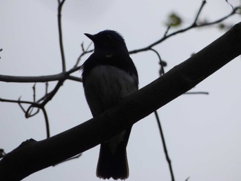 Blue-and-white Flycatcher Nagai Botanical Garden Wed, 4/5/2017