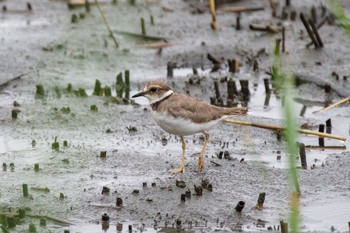 コチドリ 東京港野鳥公園 2021年8月14日(土)