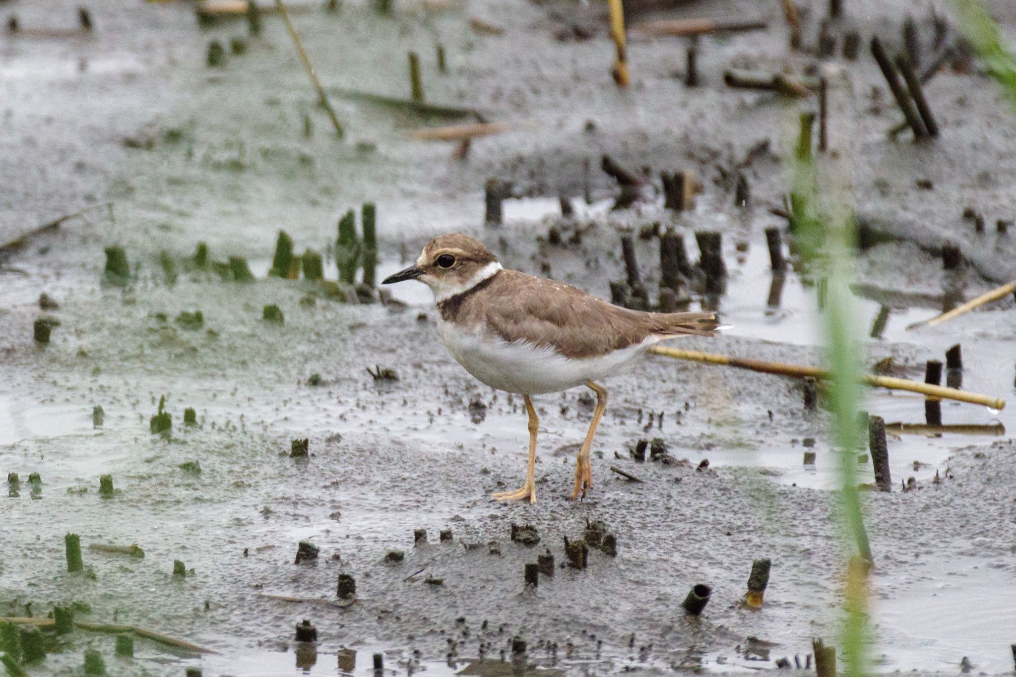 東京港野鳥公園 コチドリの写真 by Marco Birds