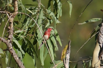 Crimson Finch Lake Field National Park Sun, 10/20/2019