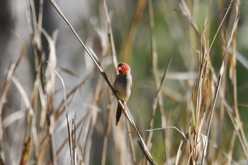 Crimson Finch Lake Field National Park Sun, 10/20/2019