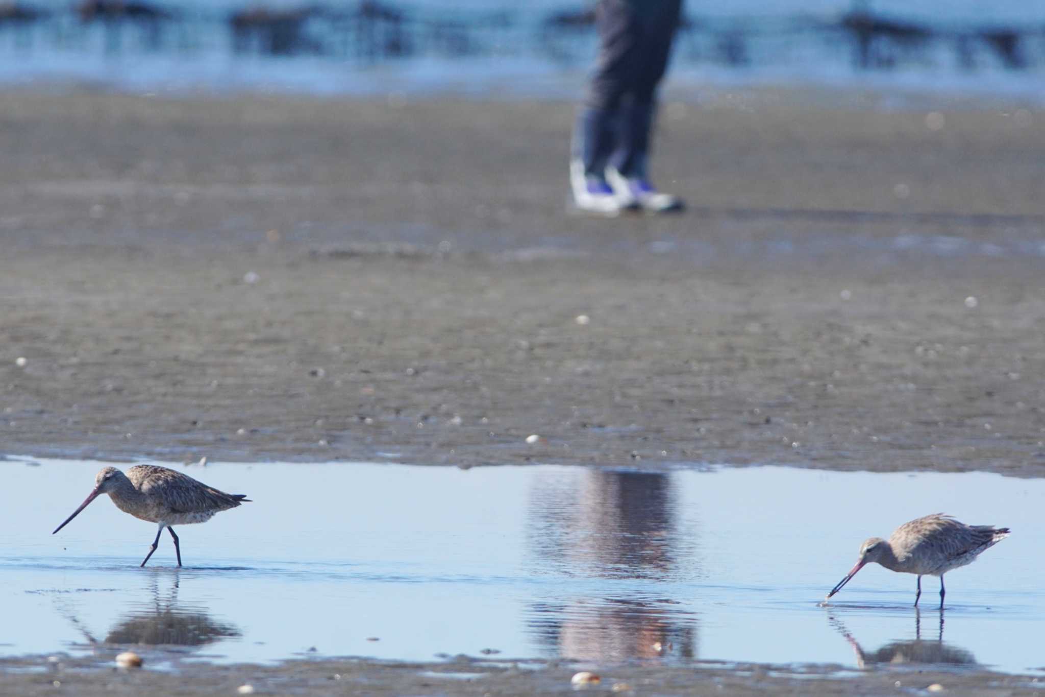 千葉県 オオソリハシシギの写真