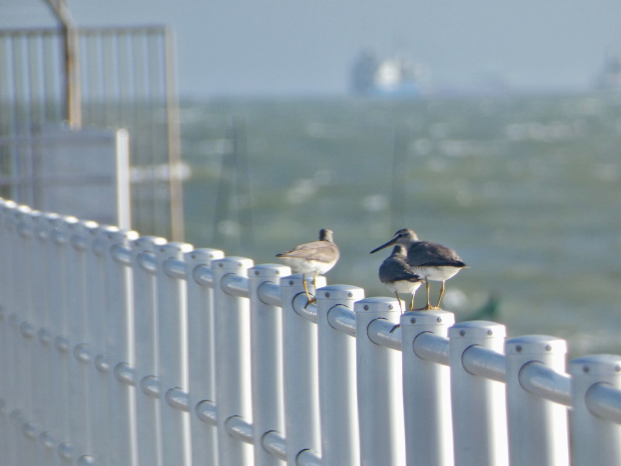 ふなばし三番瀬海浜公園 キアシシギの写真